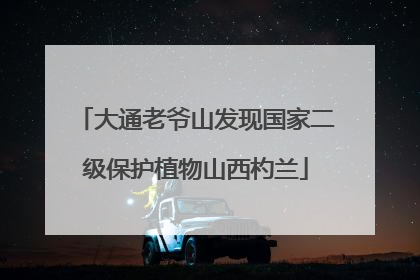 大通老爷山发现国家二级保护植物山西杓兰